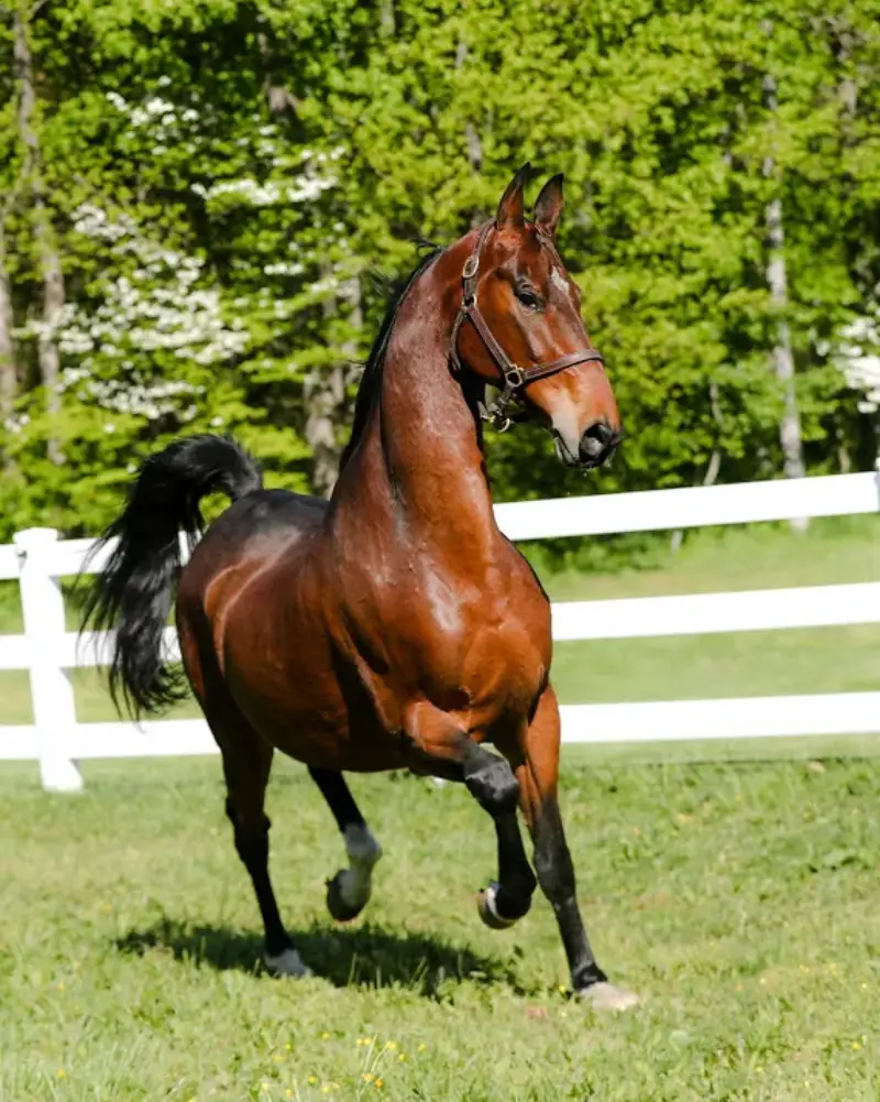 Laurel Run Farms