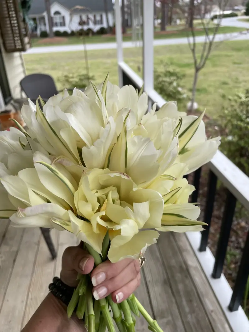 M&S Cut Flower Farm